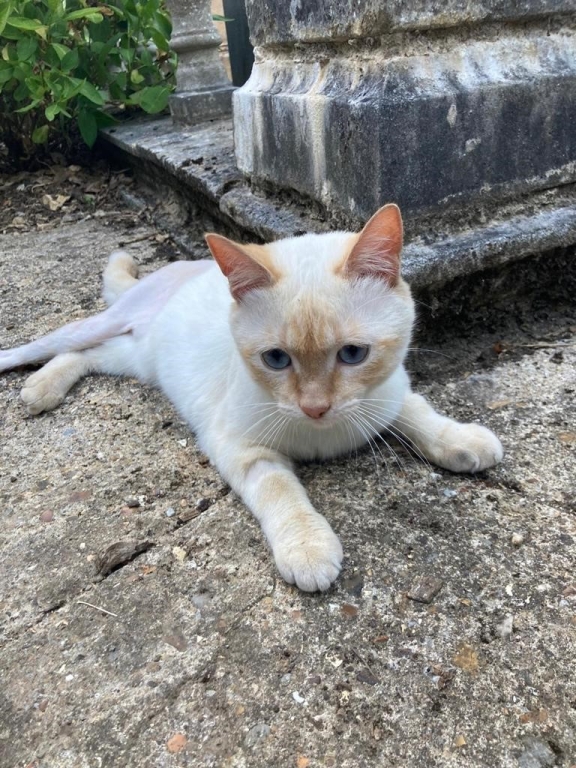 Ten-month-old Lyova, now known as Leo, was treated at Linnaeus-owned West Midlands Referrals