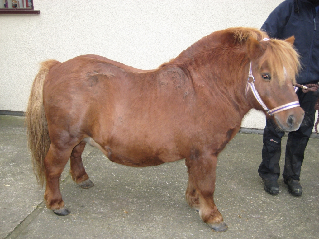 Shetland pony Dale was significantly overweight when he was taken into World Horse Welfare’s care, but through diet and exercise he was brought back to a healthy weight and this was maintained throughout his long life.