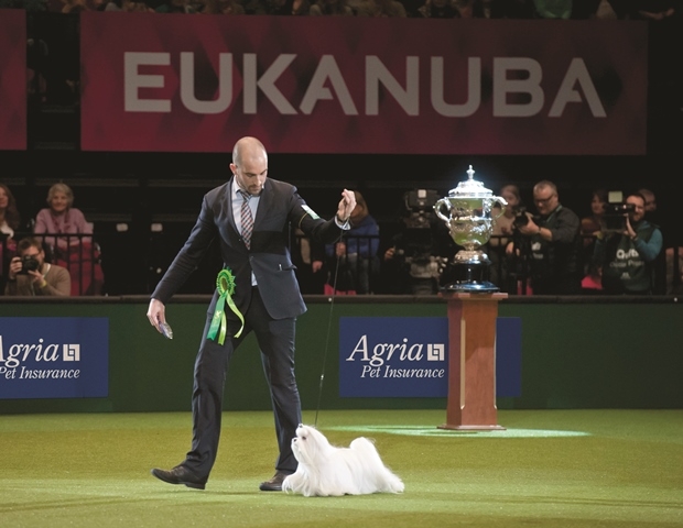 Judging of Best in Show at Crufts 2015