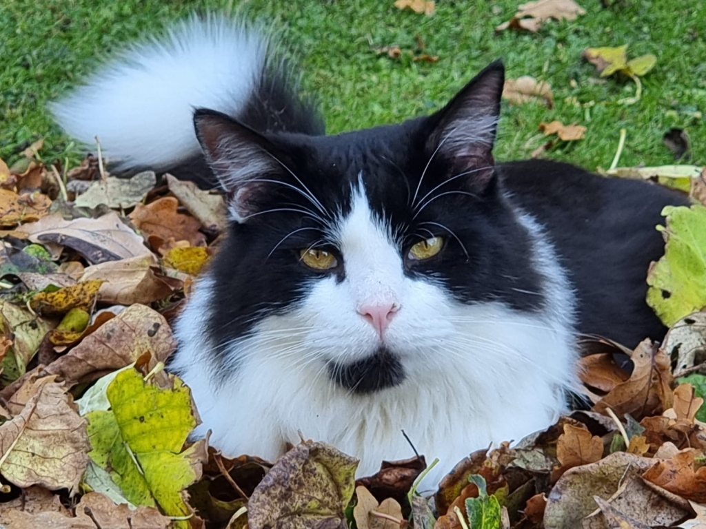 Domino swallowed a needle and thread and needed emergency surgery at Southfields Veterinary Specialists in Basildon to remove it. 