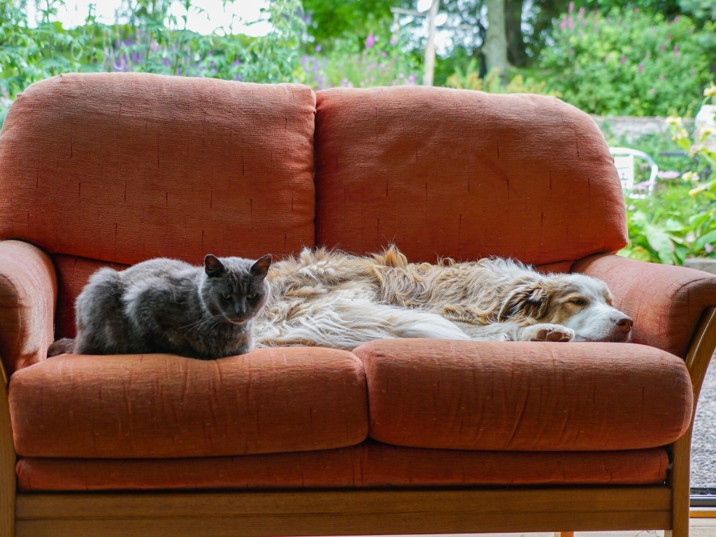 Cat and dog sleeping on a couch