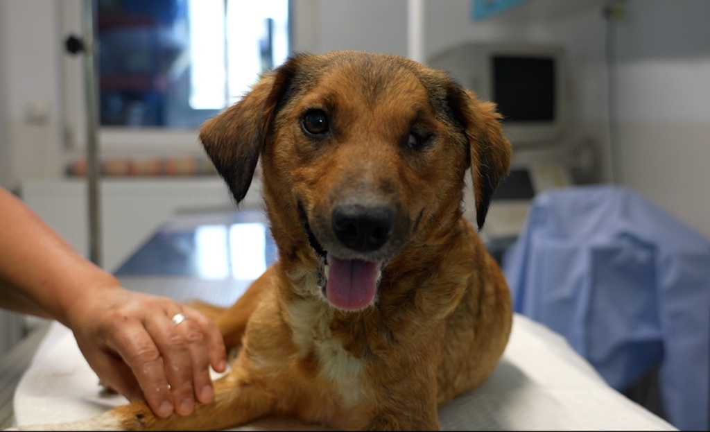 Domnița is now with a loving new family after being rescued, rehabilitated and rehomed in Romania by Speranta Shelter. 