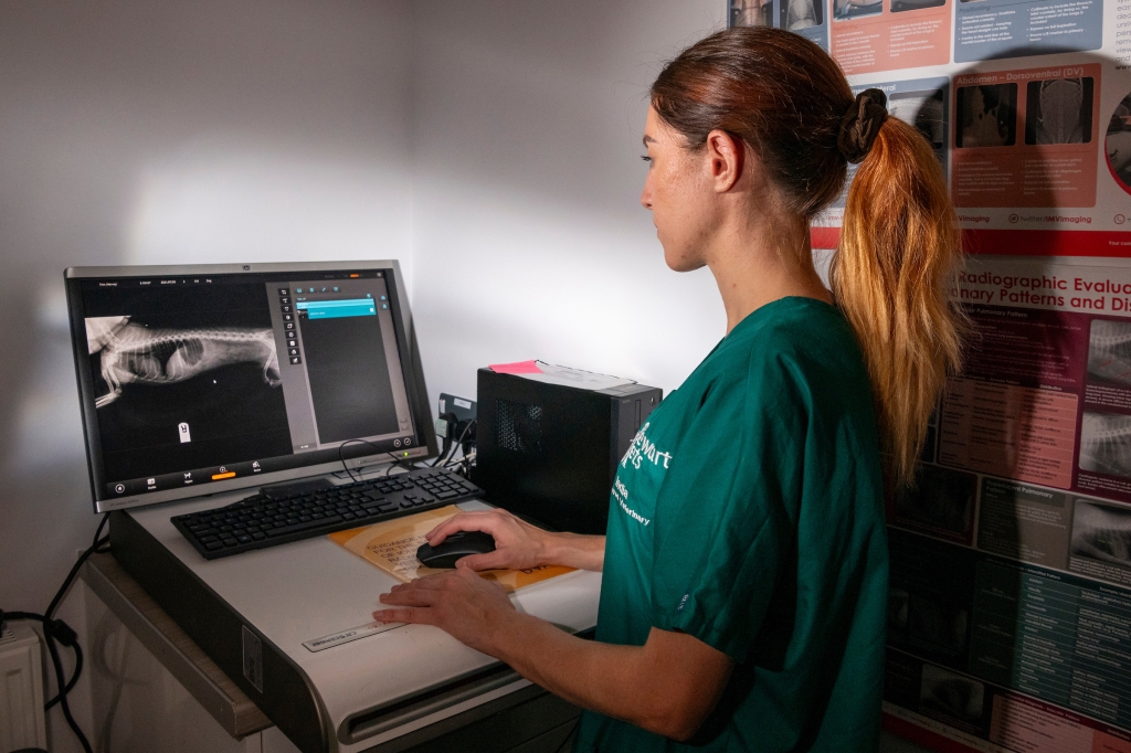 The pioneering training programme has been launched to offer small animal veterinary nurses broader clinical opportunities 