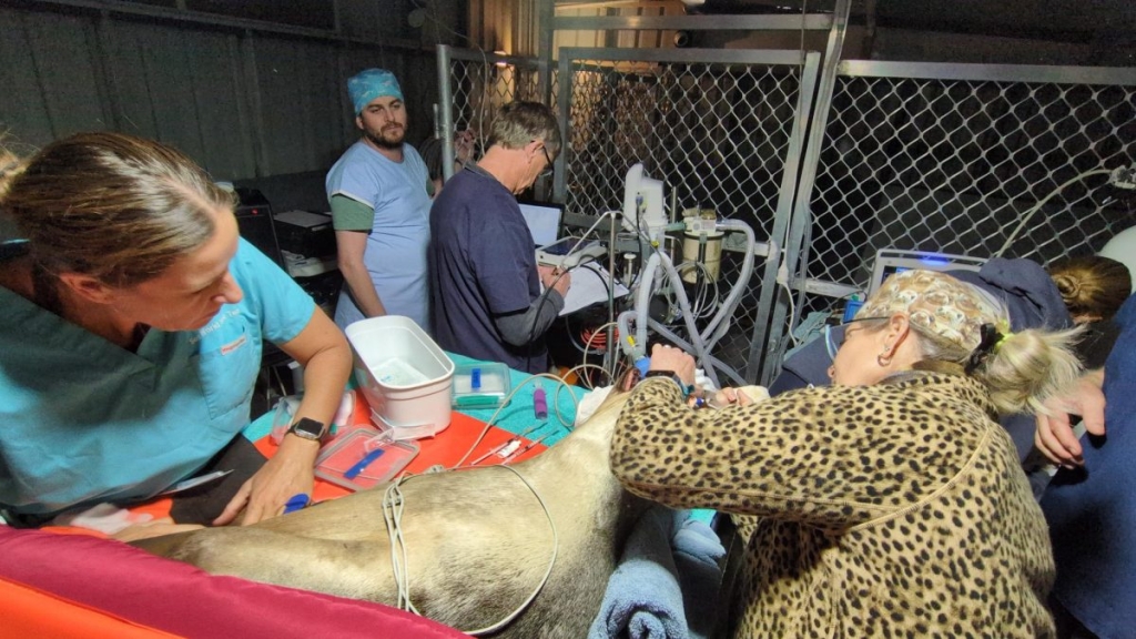 Darvall has developed an innovative new ventilator, a world-first in marine mammal anaesthesia, which was successfully used on this sea lion undergoing cataract surgery