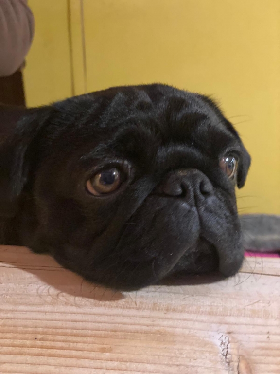 Please credit Celeste Goschen