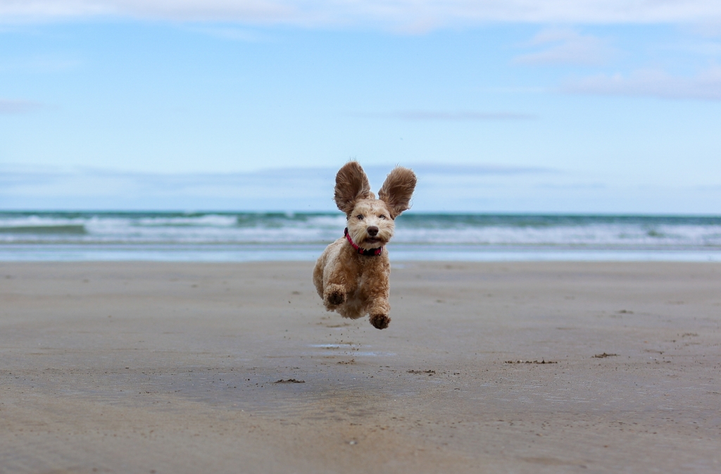 Winner of Happy pets that make us smile - Jumping for joy by Sam Price