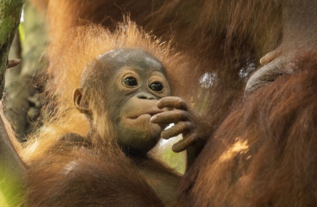 Close up photo of a baby orangutan