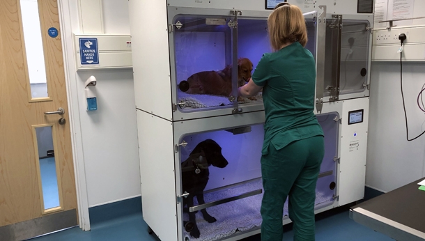  Poorly pets getting the right care is exactly why SCVS have invested into a brand new oxygen ICU