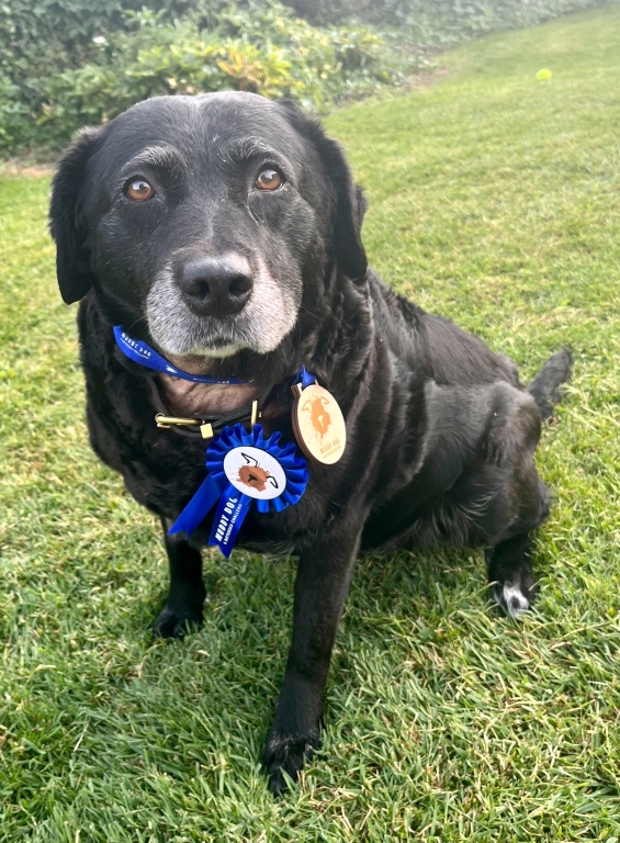 Brave pooch- Eight-year-old Labrador Cross, Tank, took on her own special Muddy Dog fundraising challenge for Battersea after her family found out that she was terminally ill and might not make it to the Stansted event on 30 September