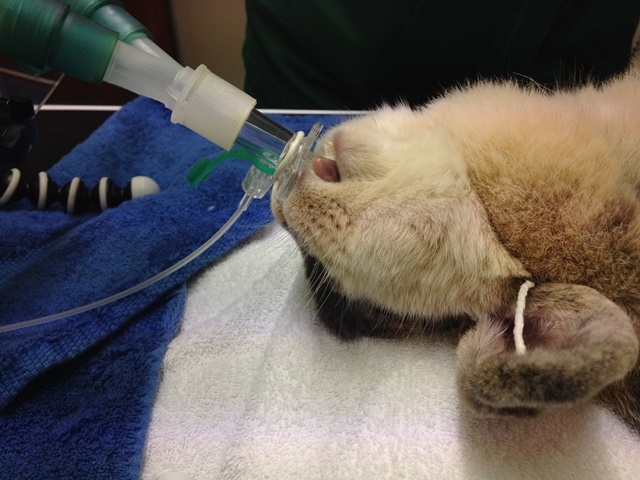 Rabbits have one of the highest published anaesthetic death rates of any companion animal species