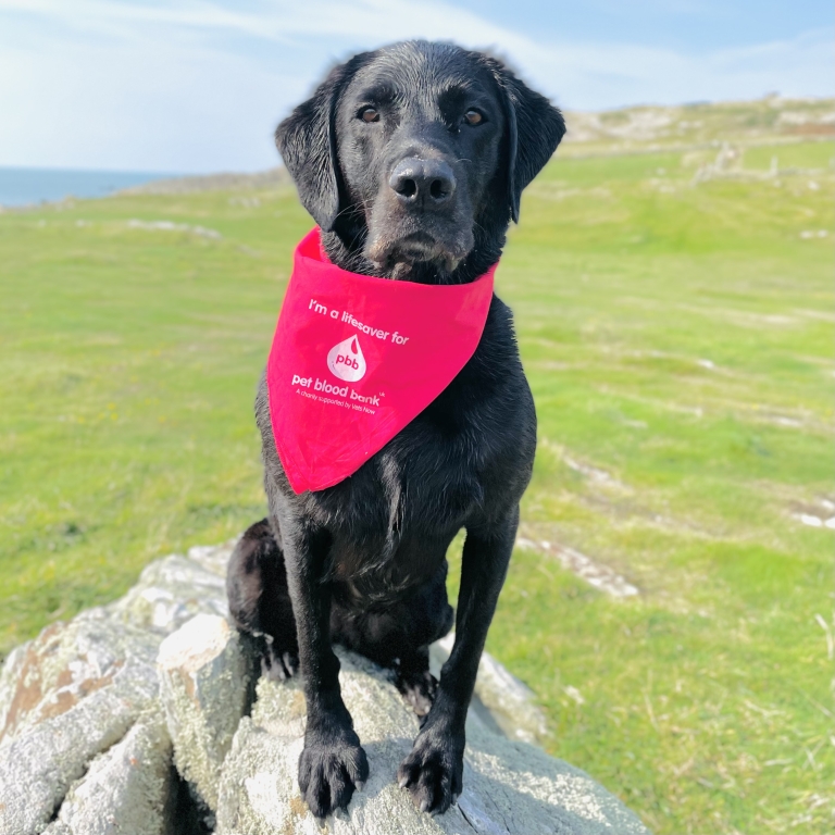 Tilly the black labrador sitting on a rock wearing a red Pet Blood Bank scarf
