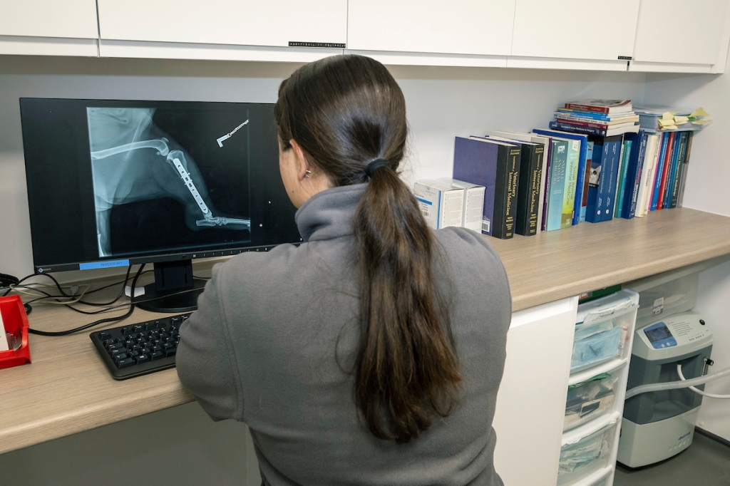 Veterinary surgeon looking at an x-ray on a computer screen