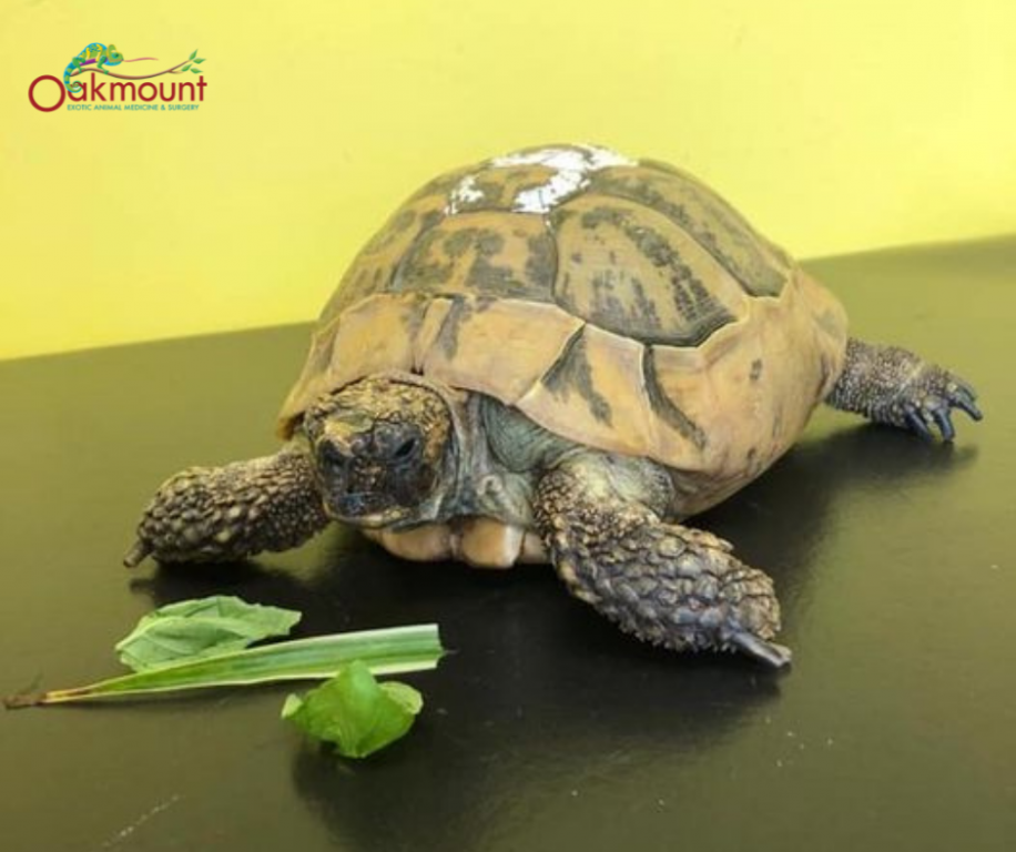 Jaws - Oakmount Exotics' Oldest Patient at 65 years old