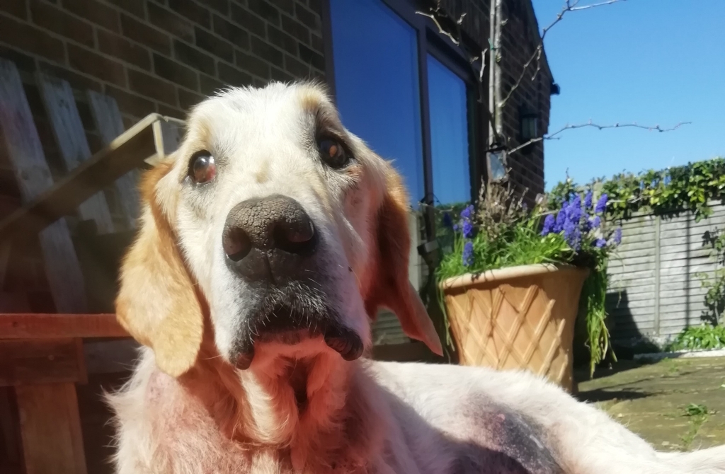 George astounds his owner and vets with his bravery beating cancer and battling other ailments.