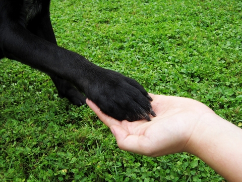 The bond between animal and human can be strong  photo Dreamstime.