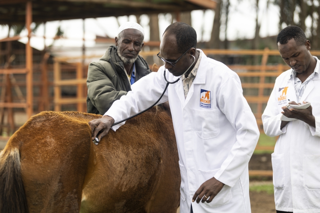 A vet treats a horse in Ethiopia: Credit Bill Bradshaw