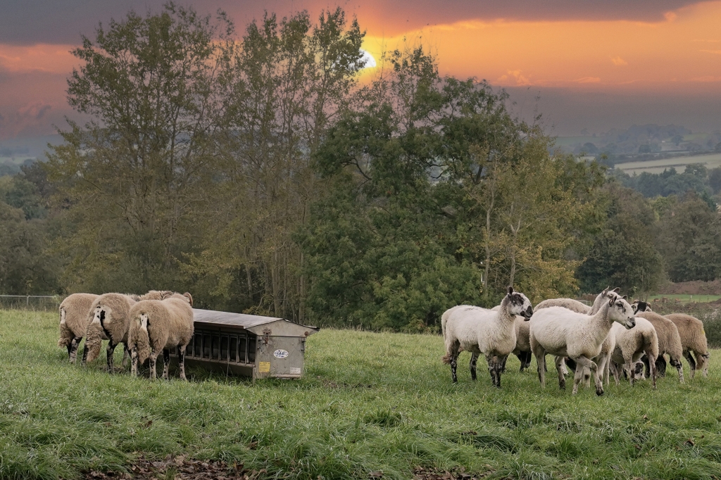 A range of targeted products are available to help protect ewes and their unborn lambs