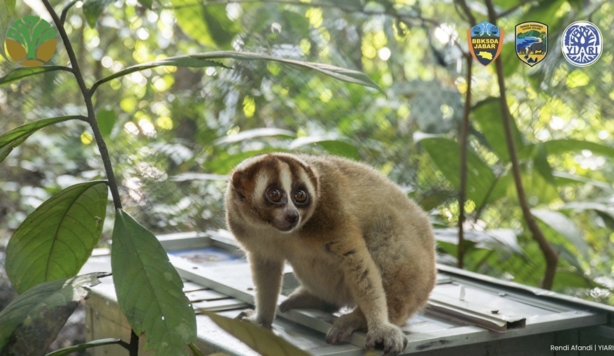 Photo of slow loris sitting on top of a cage in a jungle