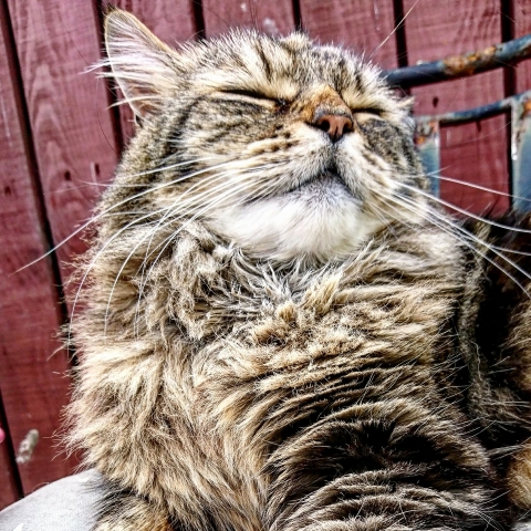 Beautiful Magnus was one of the winners of the Pet Parasite Action campaigns competitions on social media