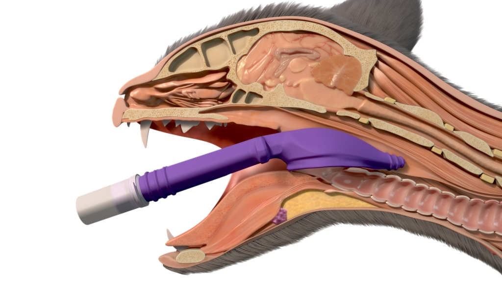 v-gel Advanced cat in 3D head