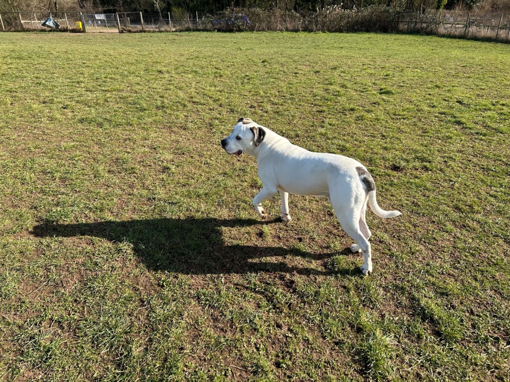 Six-year-old American bulldog Caesar was treated at Linnaeus-owned Willows Veterinary Centre and Referral Service in Solihull.