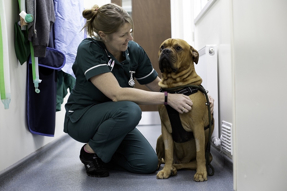 The programme allows Registered Veterinary Nurses to top up their veterinary nursing qualification to a BSc Honours Veterinary Nursing degree