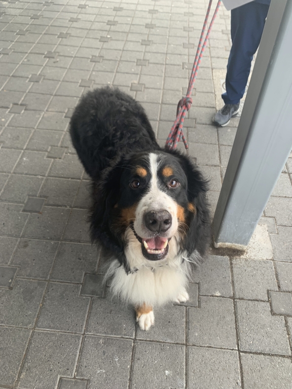 Bernese Mountain Dog, Mya, has lost more than 8kg in weight thanks to MyVet