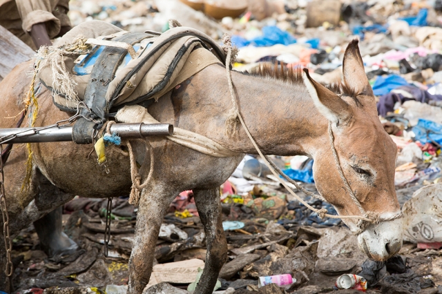 A working donkey in Bamako, Mali