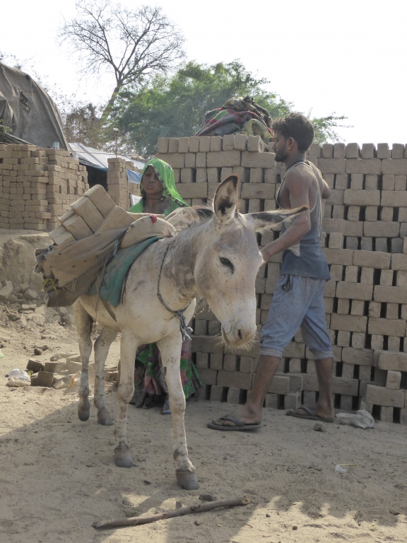 Research  ii - Credit - TW2020 The Donkey Sanctuary
