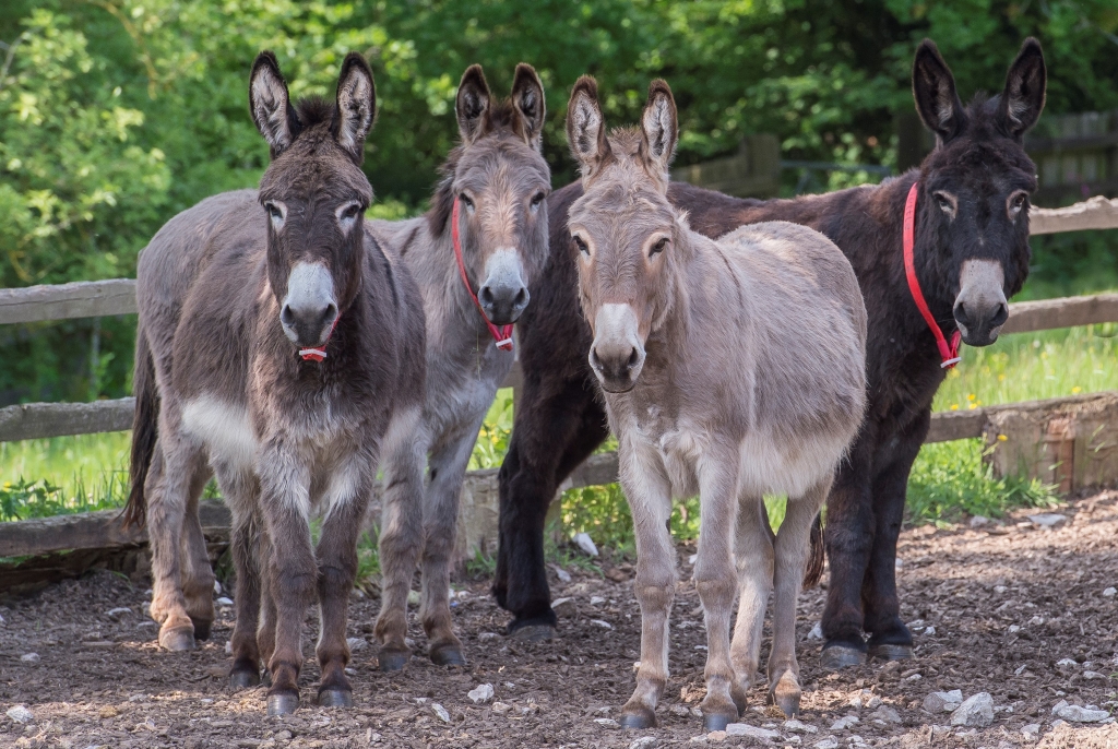 Donkey group photo