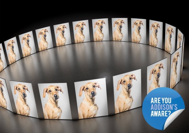 Online video imagery accompanying the Zycortal support presentations 