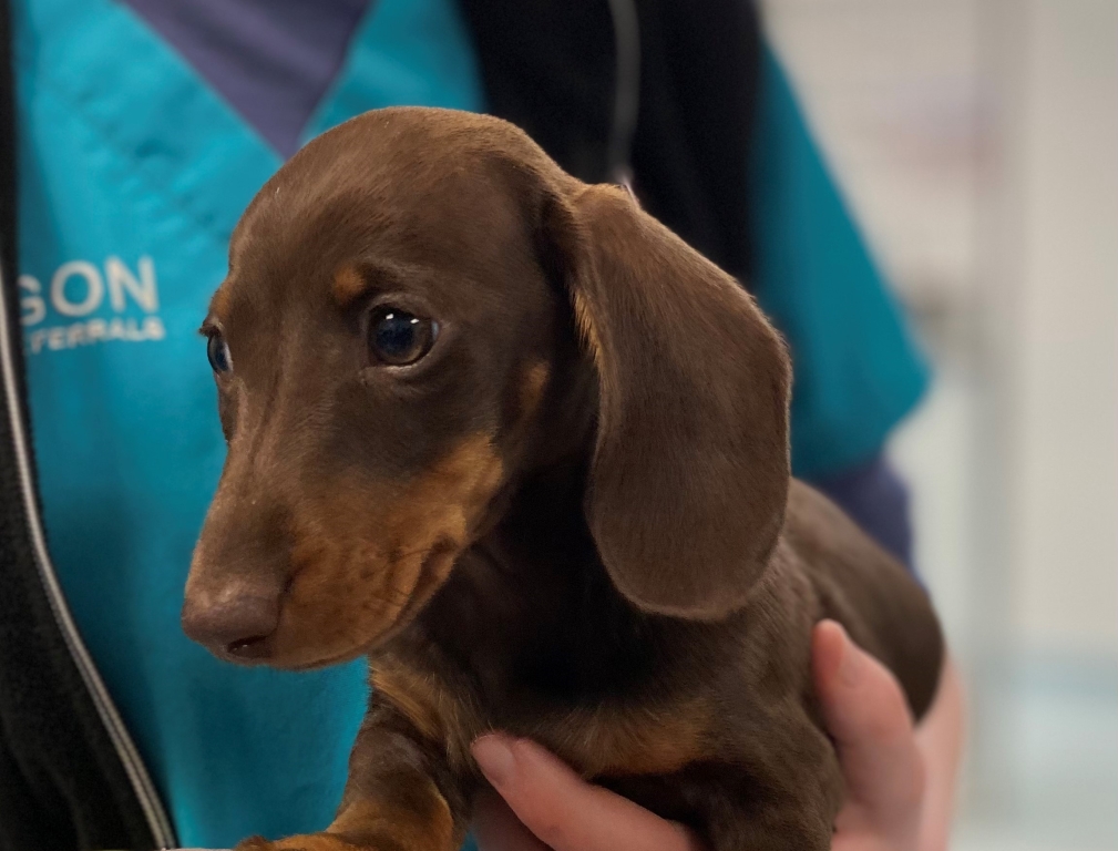 Little Lola’s broken heart has been fixed at Paragon Veterinary Referrals in Wakefield. 