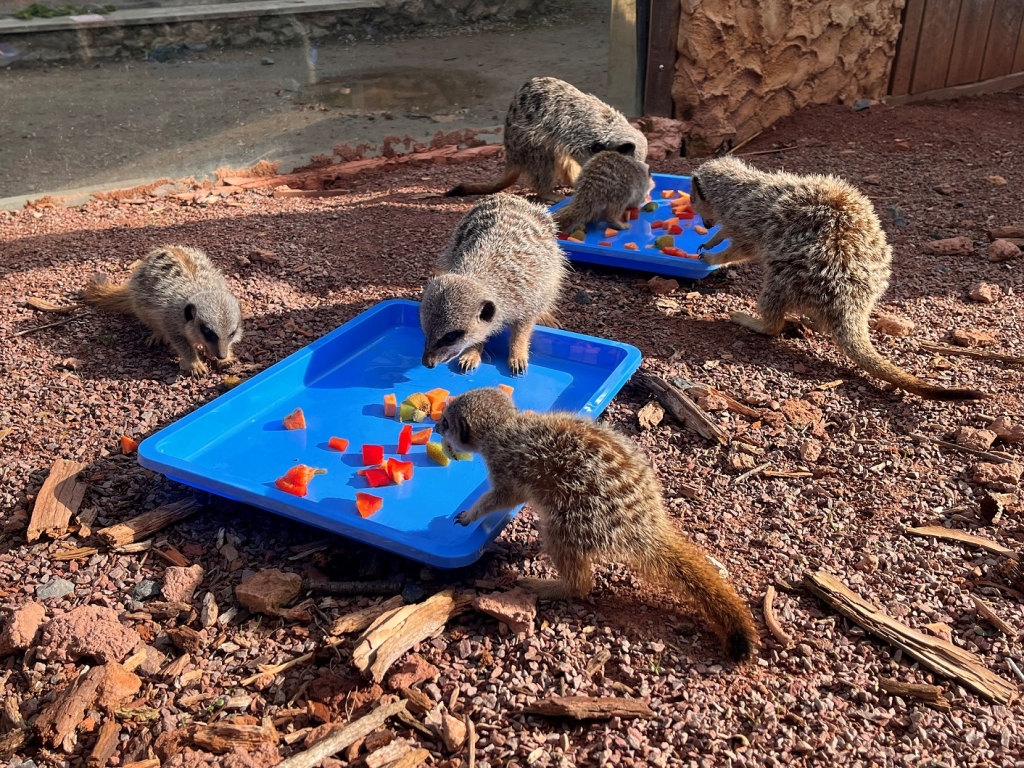 Plastic theatre bowls and trays from Kentdale Referrals veterinary centre in Cumbria have been repurposed for use by some of the residents at West Midlands Safari Park during dinner time! 