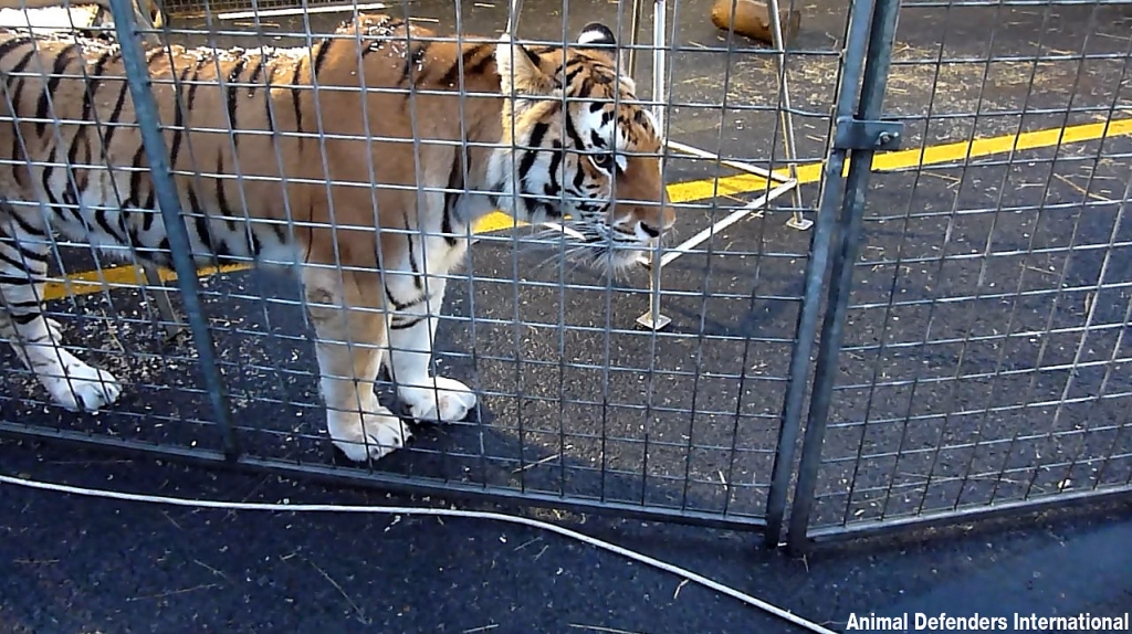Close up of tiger in a cage