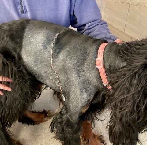 Purdey following the removal of her enormous growth, equivalent to 16 packs of butter, at North Downs Specialist Referrals in Bletchingley. 