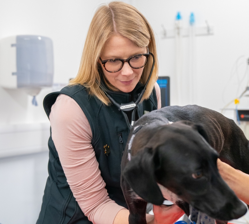 Davies Veterinary Specialists is highlighting the importance of screening young puppies for heart murmurs.