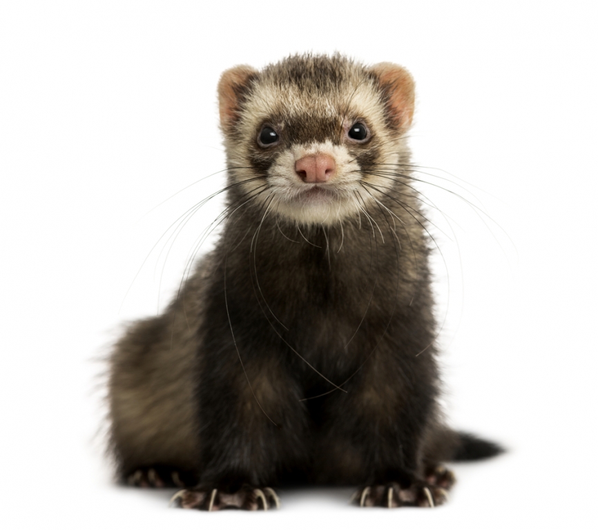 A ferret