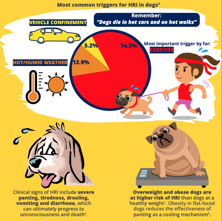 Graphic showing common causes of heat stress in dogs