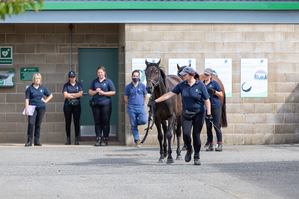 HF Specialists Staff Walking Horses in yard