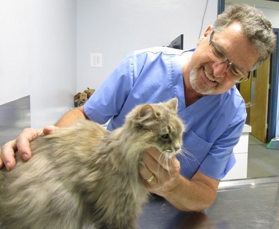 Smiling vet examining long hair cat