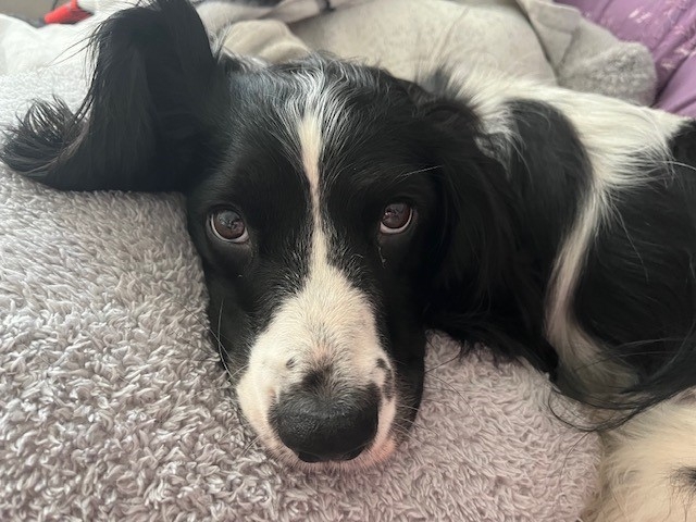 English springer spaniel Rosie had fainted more than 40 times in one evening before being fitted with a pacemaker at Paragon Veterinary Referrals. 