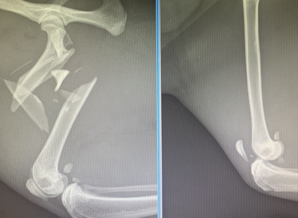 Two-year-old Tygg has astounded everybody and made a complete recovery from a serious road traffic accident following surgery at Davies Veterinary Specialists in Hitchin. 