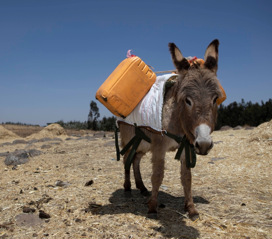 Working donkey in Ethiopia © SPANA