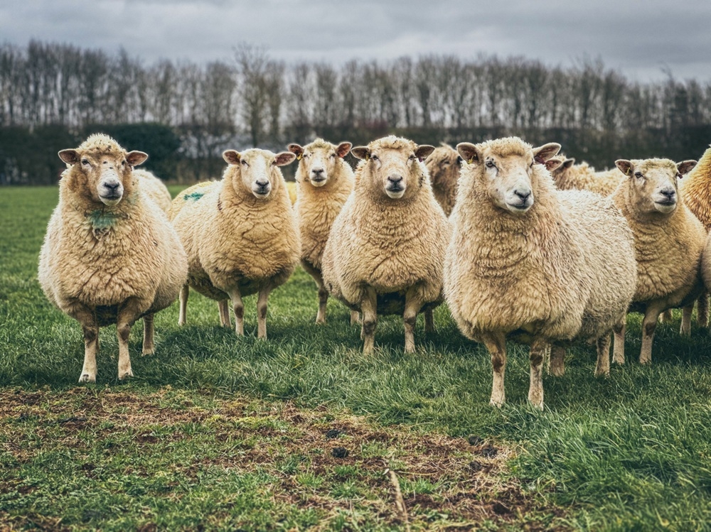 The project aims to transform how lameness is assessed and treated on farms