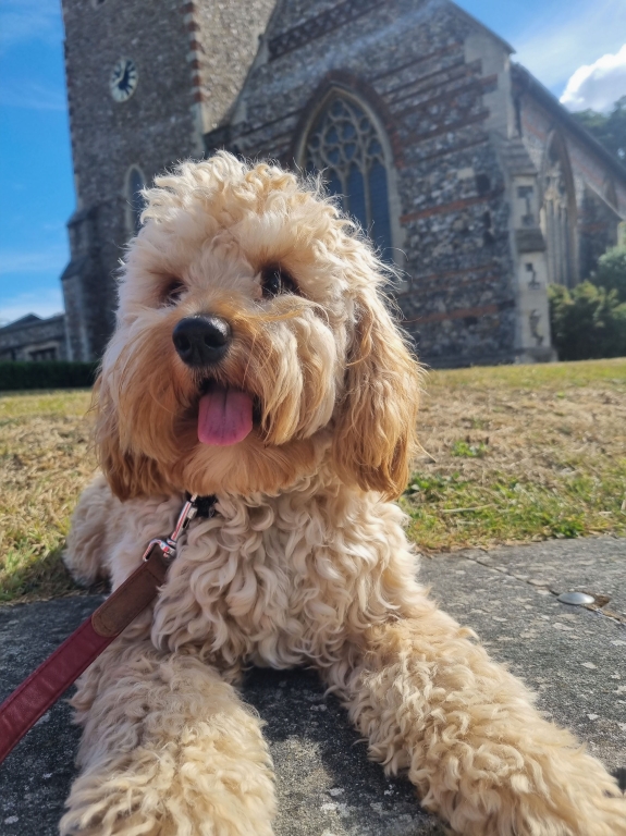 Cockapoo Herbie was just a few months old when he underwent two surgeries at the Linnaeus-owned Southfields Veterinary Specialists in Basildon, Essex, to correct a significant cleft palate deformity