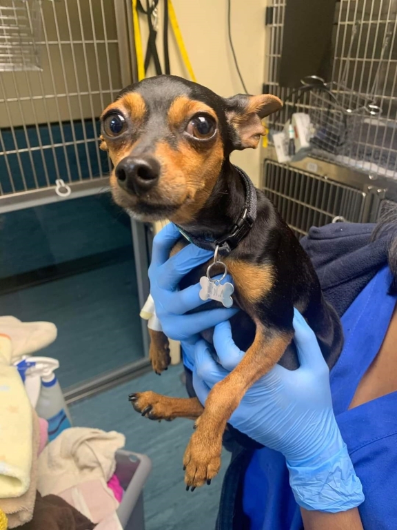 Lola, a three year old Miniature Pinscher, after her ordeal