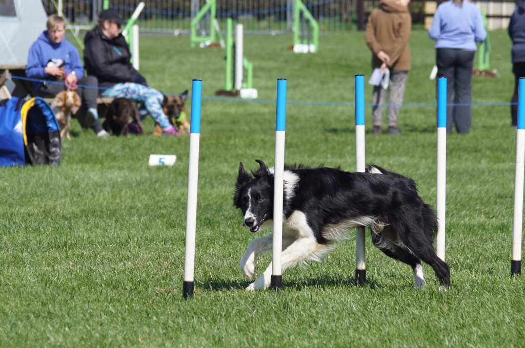 Wyn the Border Collie suffered a horrific injury to his leg but after major surgery he is back to winning ways in agility competitions.