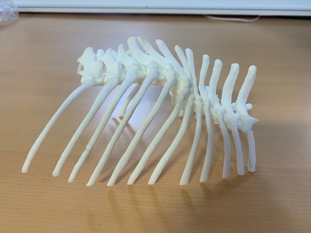 The 3D model of Frank's spine copyright IVC Evidensia
