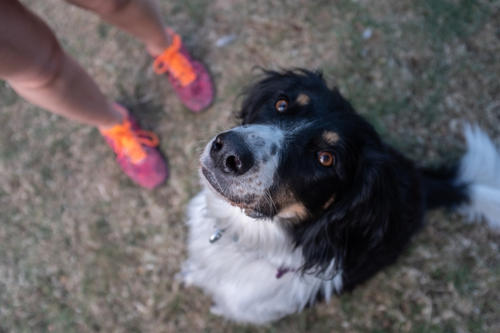 Trickster has had two tennis balls removed at DWR Veterinary Specialists.