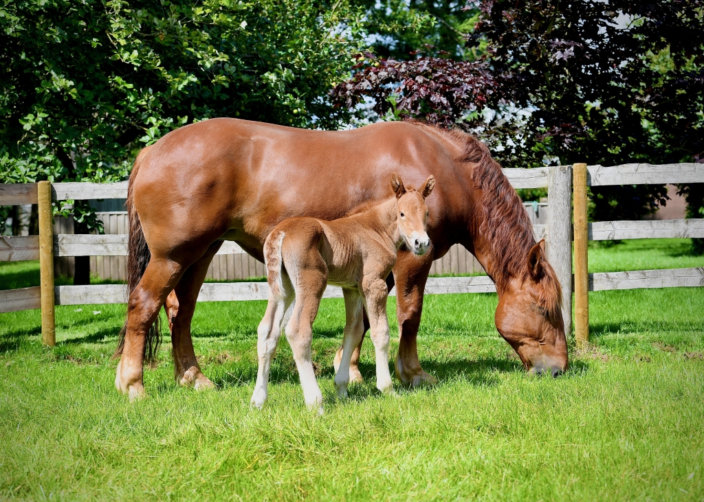  The first rare breed foal born from sexed semen, in 2020 (Suffolk Punch) CREDIT Horsepower Creative